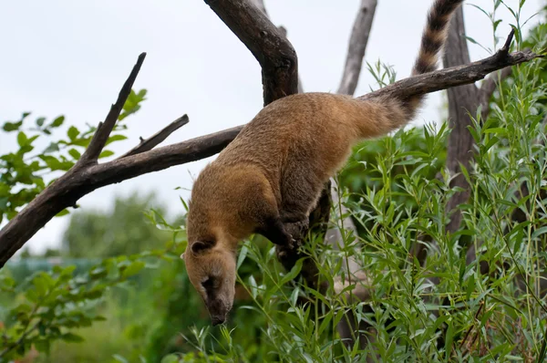 빨간 coati — 스톡 사진