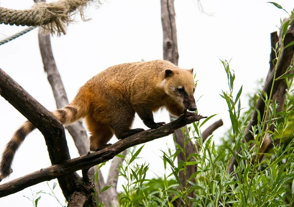 Coati na árvore — Fotografia de Stock