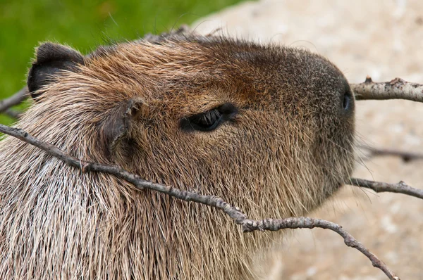 Kapibara — Zdjęcie stockowe