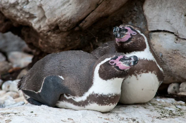 麦哲伦企鹅 — 图库照片