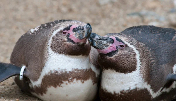 stock image Magellanic penguin