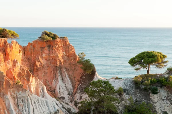 Skały sosna Algarve — Zdjęcie stockowe