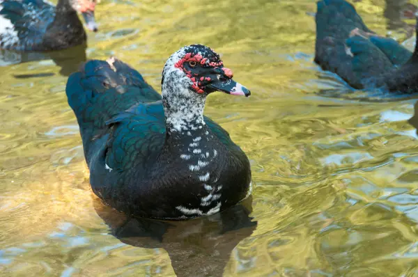 Colorful Duck — Stock Photo, Image