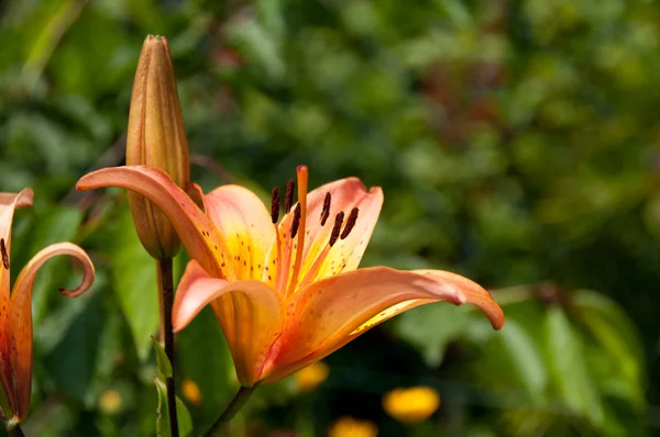 Orange Lily Flower — Stock Photo, Image