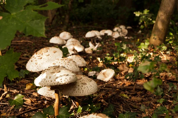 stock image Parasol mushrooms