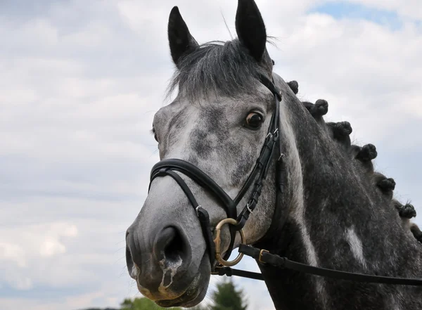 Голова серого коня — стоковое фото