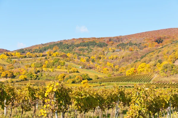 stock image Vineyard in autumn