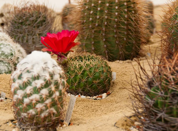 Kaktus mit roter Blume — Stockfoto