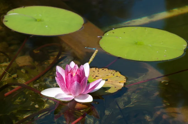 Flor de loto con libélula — Foto de Stock