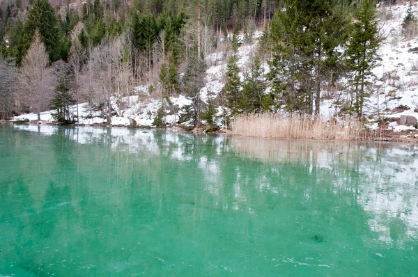 緑の氷で凍結葦 — ストック写真