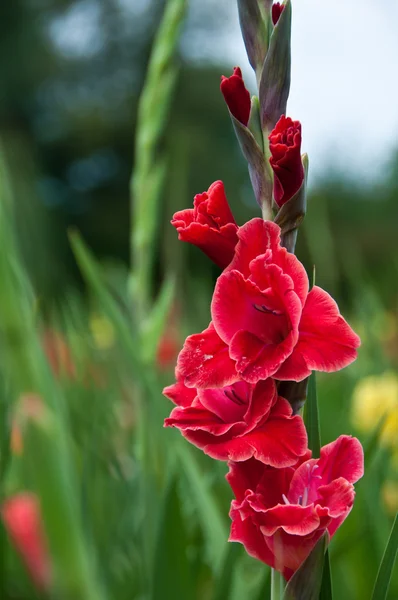 Red Gladiolus — Stock Photo, Image
