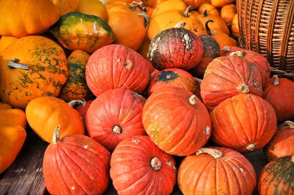 stock image Red pumpkin