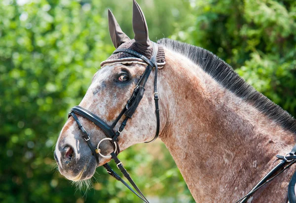 Голова коричнево-білого коня — стокове фото