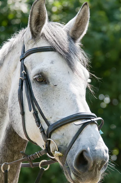 Голова серой лошади — стоковое фото