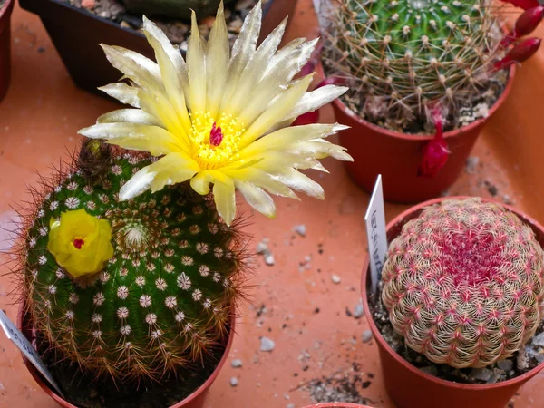 stock image Blloming Notocactus