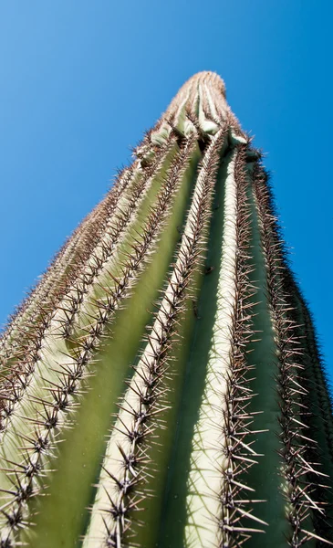 stock image Saguaro