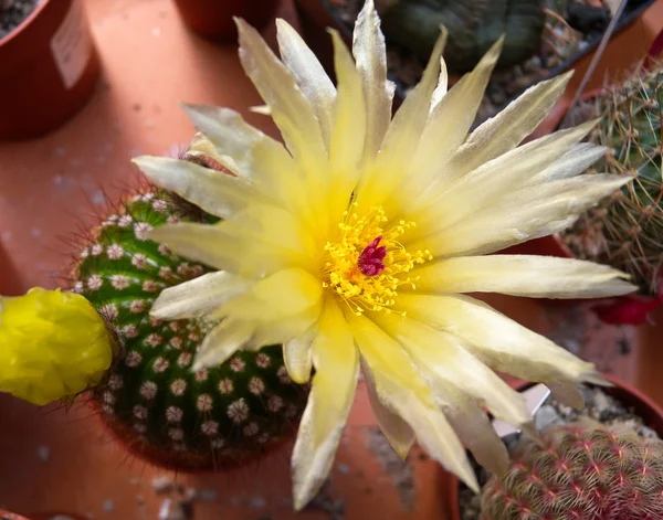 stock image Blooming Notocactus