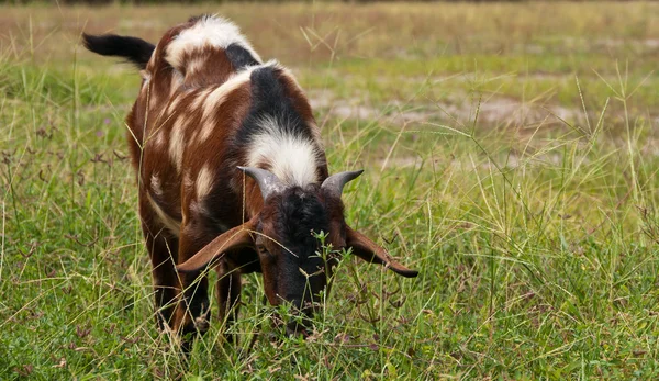 stock image Feeding goat