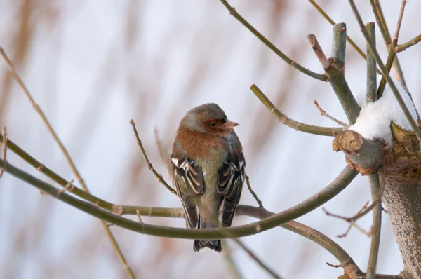 Chaffinch or chaffy bird - brown-gray small bird — Stock Photo, Image