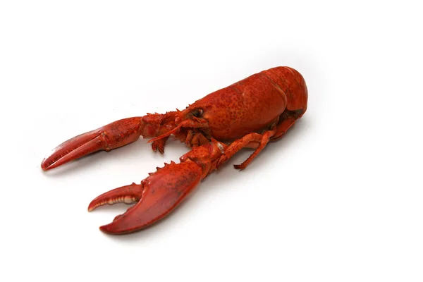 Czerwony homar — Zdjęcie stockowe