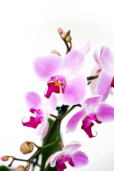 Pink orchid isolated on a white background — Stock Photo, Image