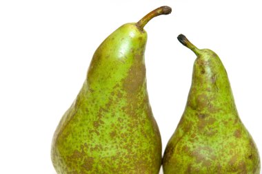 Conference pear