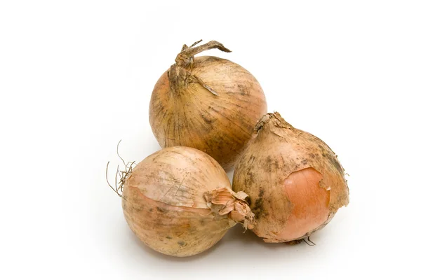 Big Shallots Stock Photos - Free & Royalty-Free Stock Photos from