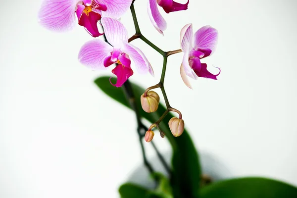 Pink orchid isolated on a white background — Stock Photo, Image