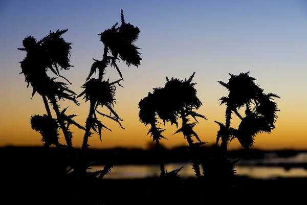 Gefrostete Pflanzen im Sonnenaufgang — Stockfoto