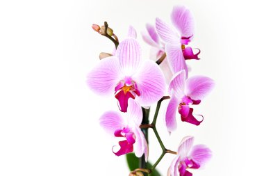 Pink orchid isolated on a white background clipart