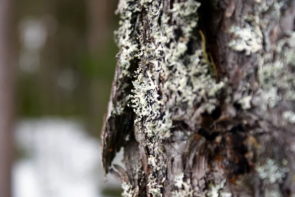Tree in close up — Stock Photo, Image