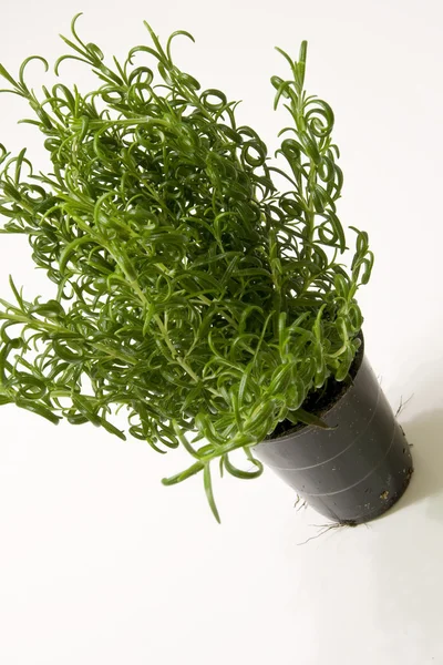Fresh green rosmary plant — Stock Photo, Image