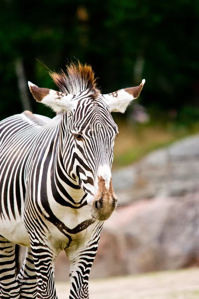 Zebra de pé — Fotografia de Stock