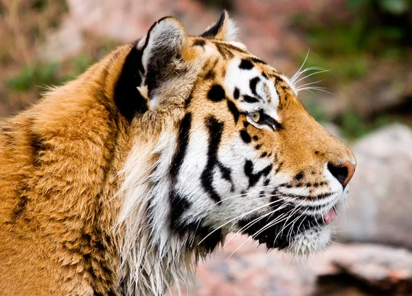 Тигр Panthera тигр altaica Стокова Картинка