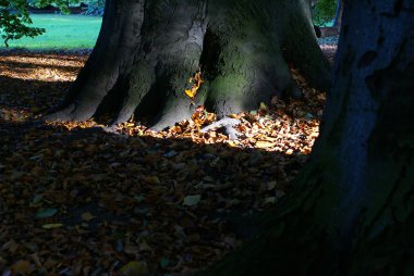 sonbaharda berlin park