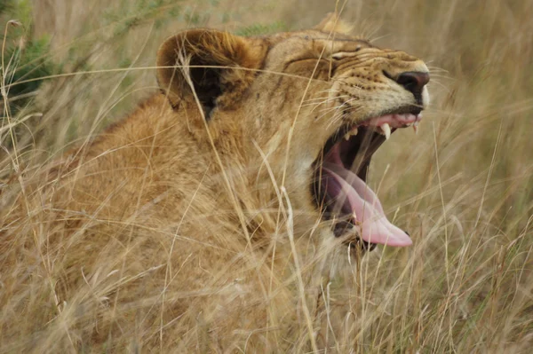Resting lion in savanna — Stock Photo, Image