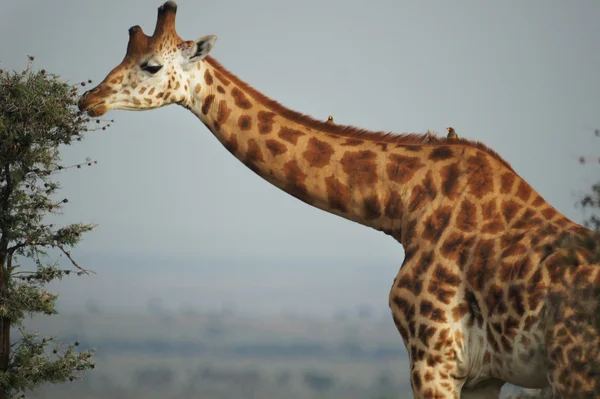 Graciosa girafa comer ramo da árvore — Fotografia de Stock