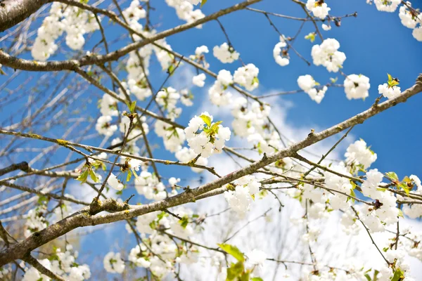 Blossoming tree in spring — Stock Photo, Image