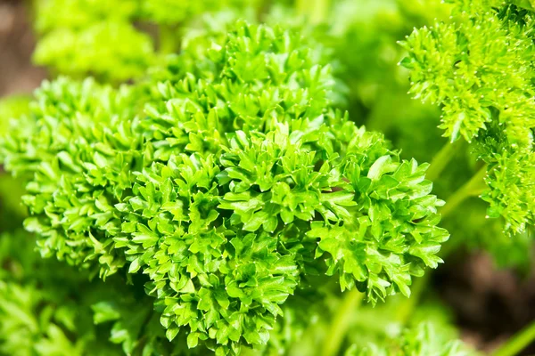 Folhas de salsa verdes frescas — Fotografia de Stock