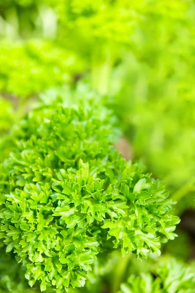 Fresh green parsley leaves — Stock Photo, Image