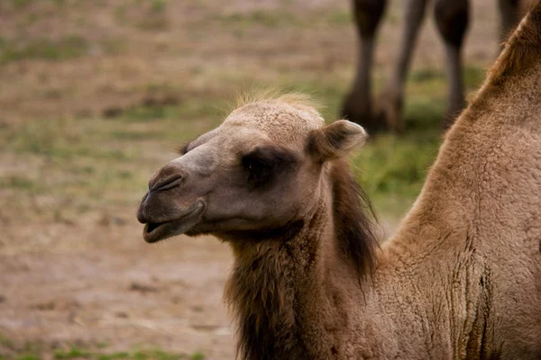 Camel äta — Stockfoto