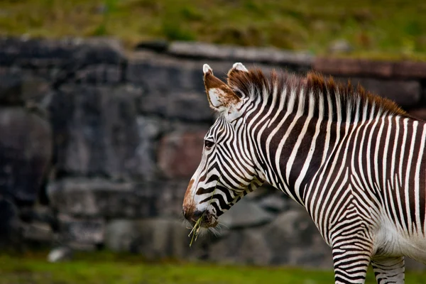 Zebra comendo — Fotografia de Stock