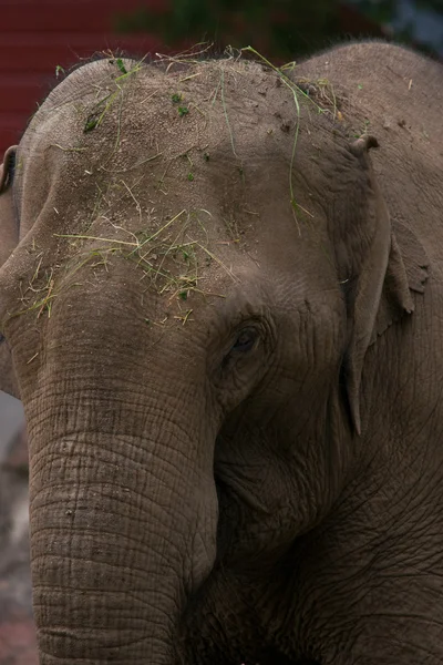 Słoń — Zdjęcie stockowe