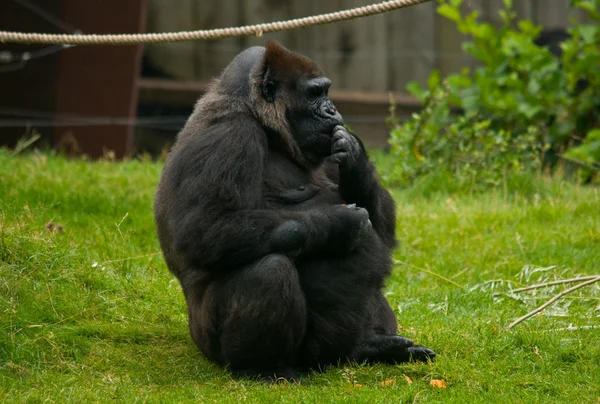 Close-up of a big male gorilla — Stock Photo, Image