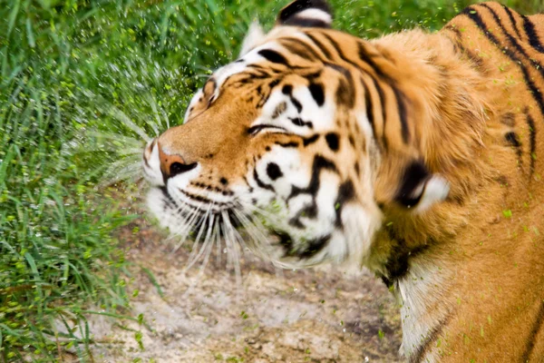 Tijger Panthera tigris altaica — Stockfoto