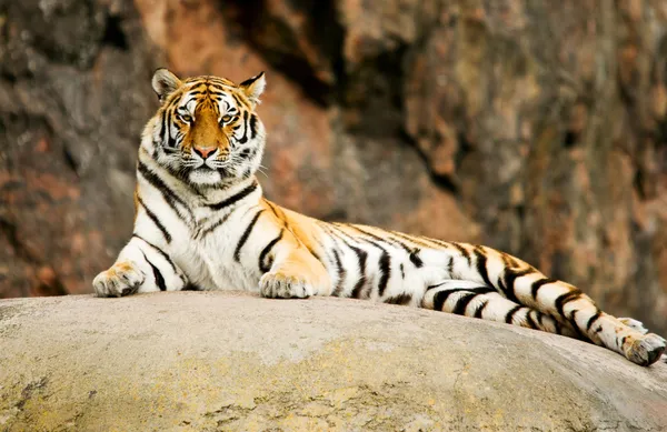 Σιβηρική τίγρη που στηρίζεται πάνω σε βράχο — Φωτογραφία Αρχείου