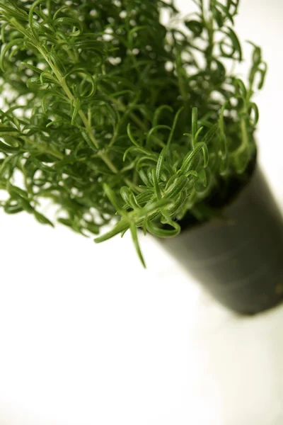 신선 한 천연 향료 식물 — 스톡 사진