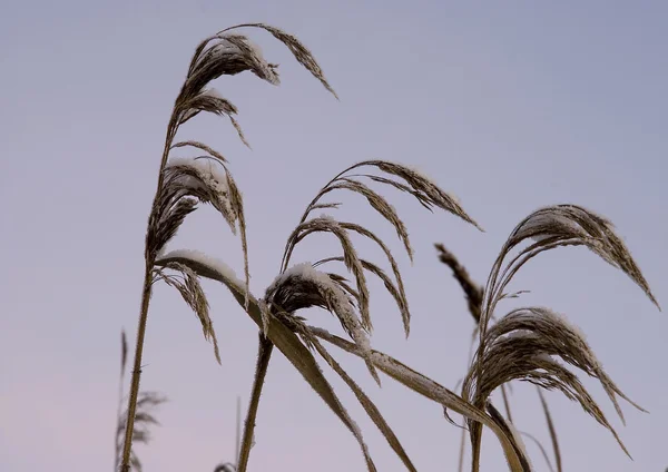 Cold grass in the sky — Stock Photo, Image