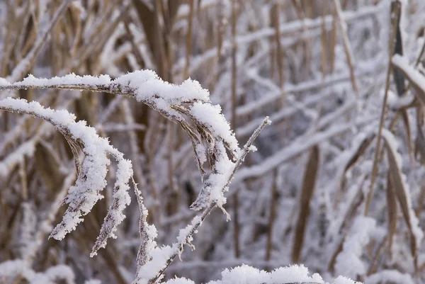 Winter frost — Stock Photo, Image