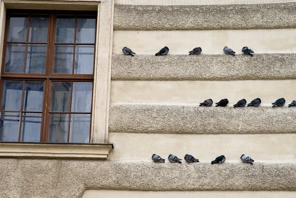 stock image Birds sitting on an building